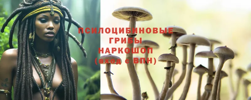 продажа наркотиков  Киселёвск  Галлюциногенные грибы Psilocybine cubensis 